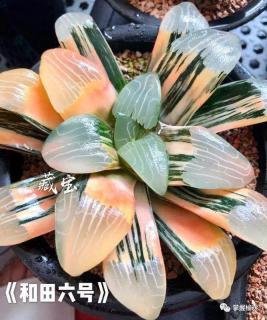 "和田玉"新传奇!一个让你一眼就爱上的多肉新品种!赶紧入手一个吧!